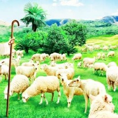 Count Your Sheep