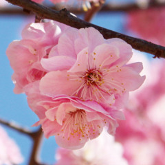 Frühling in Beijing (M:KR 2019)