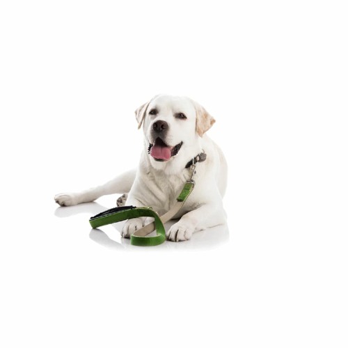 Stream Episode Why Does My Dog Have Watery Poop By Glandex Podcast stream-episode-why-does-my-dog-have-watery-poop-by-glandex-podcast
