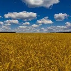 Compagni dai campi e dalle colline... | 98 milioni