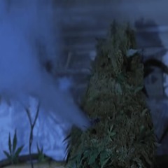The Weed Plant Monster From Scary Movie 2 Is My FWB