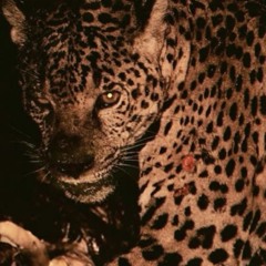 Fallo errático en el sistema podcast 002 (Vizualizer) 02.mp3