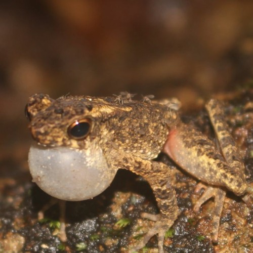 Leptophryne borbonica