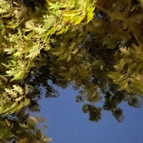 saikyoz - bpd *jolst flip*