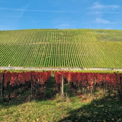 Flocalis  - Golden October