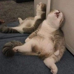 Giấc Mơ Trưa - Shen