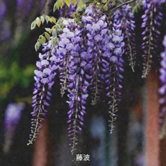 letter to wisteria. (藤波)