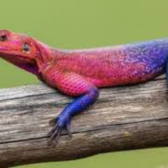 blue pink lizard - Saverios mshp