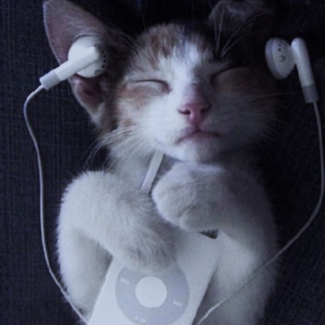 猫吸い Stream 猫吸い by 3𝔢𝔫𝔱𝔥𝔬𝔩 | Listen online for free on SoundCloud