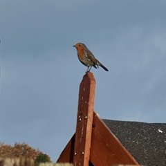 Suicide (Poem and Notes 🧸)