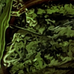 Stamppot