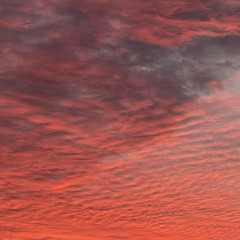 the sky is pink