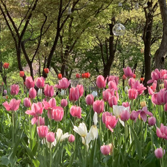 우리네 봄