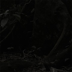 Night Jungle (Venezuela)