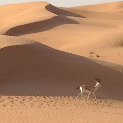 شفت ريم كايد