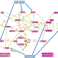 Overactive MicroRNAs Block Fat Cell Development in Progeria