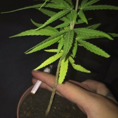 Momai (Prod.SolomonStark)