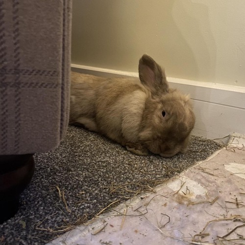 r/rabbits