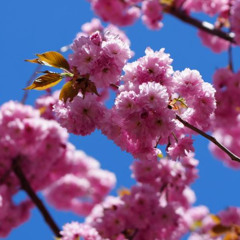 spring blooms