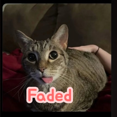 faded