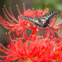 B.D.S.M. (Broken. Down. Save. Me.)