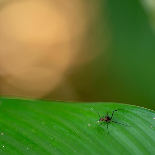 Lazy afternoon in the Amazon rainforest