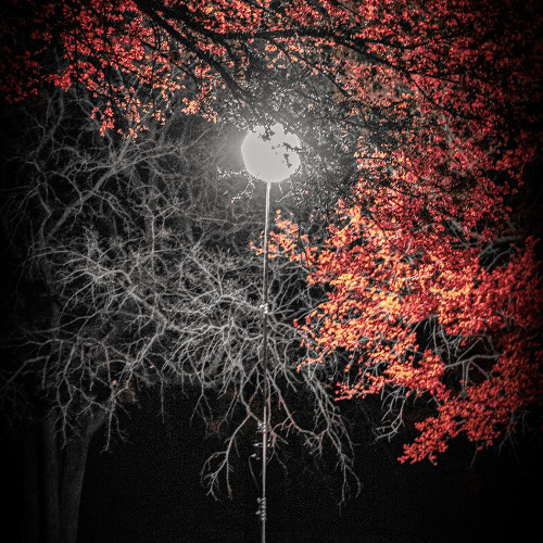 Shadows of the Night (The Cinematic Version)