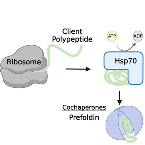 Molecular Chaperones: Guardians of Tumor Suppressor Stability