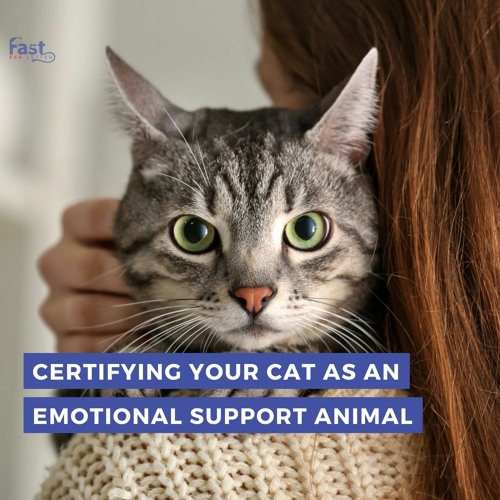 Stream episode Certifying Your Cat As An Emotional Support Animal by