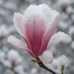 Magnolia_Rough