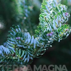 Terra Magna #01