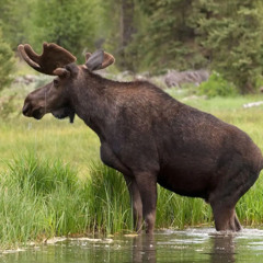 ASMR - moose grazing in a wet clearcut area