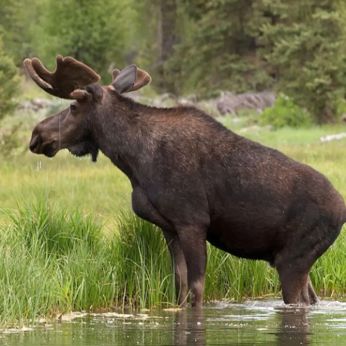 ASMR - moose grazing in a wet clearcut area