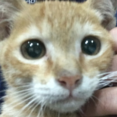 snooze sza cover by rakha