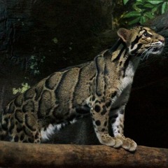 = MOONLIGHT FOREST =