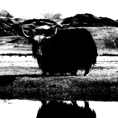 YAK Volume 1
