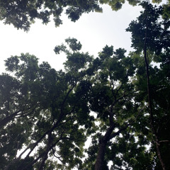 habib Ali Zainal Abidin bin Assegaf-addinulana