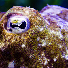 Cuttlefish Luv