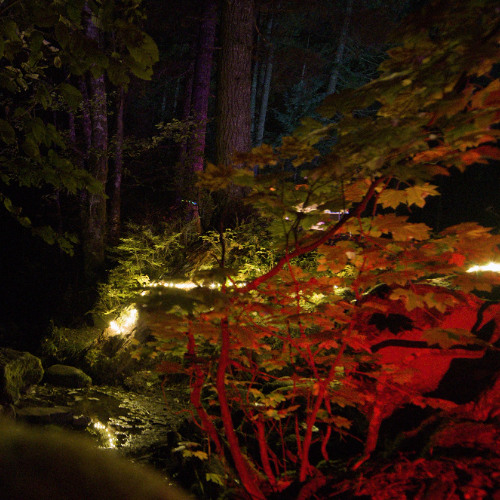 Frog Mountain Bite of Bass