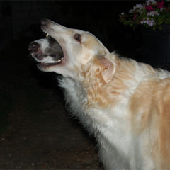 atravessando a ponte com skichi