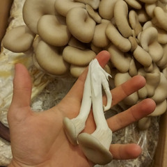 Lieder schmecken (prod. Lil Kyb)