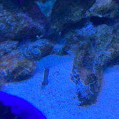 微睡マドロス／Flower