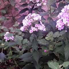 Don't Wake The Neighbors (2015) - softpetal