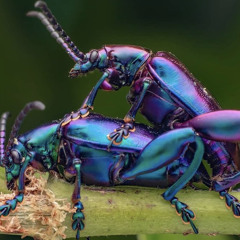 insect porn