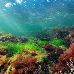 Slint - Good Morning Captain. Live in Madison, Wisconsin.