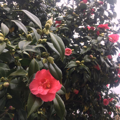 siki siki baba - kocani orkestar cover