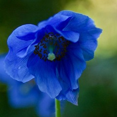 Blue Poppy