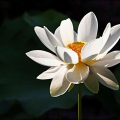 Anaconda Fuego - Rosa Sharom