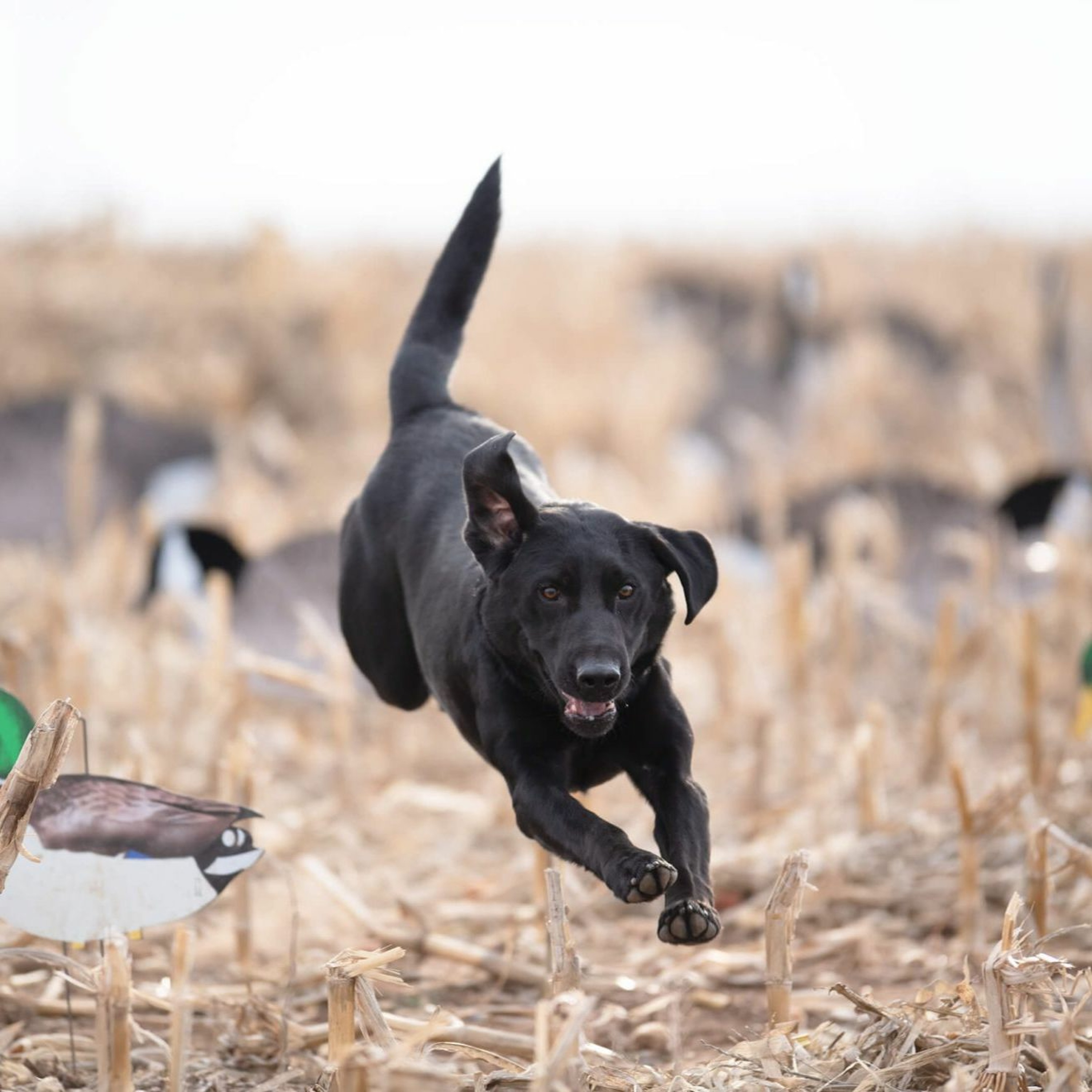 The Fowl Life