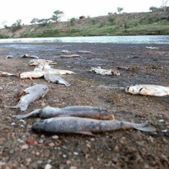 Mortandad de peces en el río Cuarto